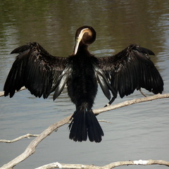 Anhinga rufa rufa