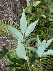 Quercus longinux