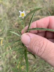 Solanum stelligerum
