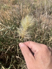 Ptilotus psilorhachis