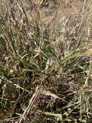 Ptilotus psilorhachis