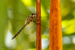 Hemicordulia continentalis