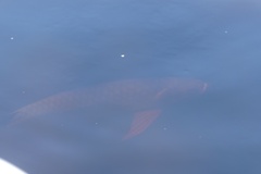 Dawson River Salmon photo 5