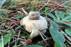 Geastrum elegans