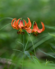 Lilium michiganense