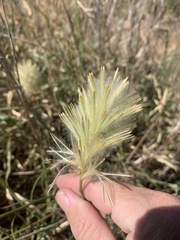 Ptilotus psilorhachis