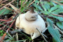 Geastrum elegans