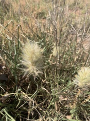 Ptilotus psilorhachis