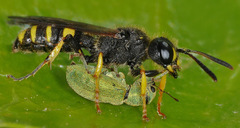 Cerceris quadrifasciata