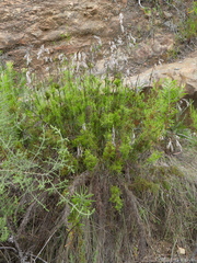 Thamnochortus cinereus
