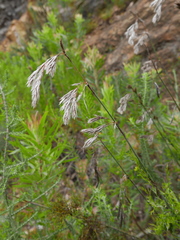 Thamnochortus cinereus