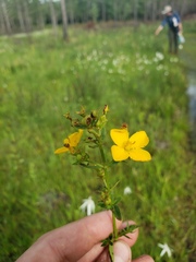 Rhexia lutea