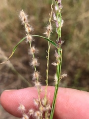 Digitaria brownii