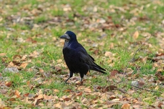 Corvus frugilegus