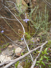 Lobelia neglecta