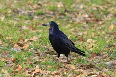 Corvus frugilegus