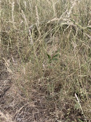 Digitaria brownii