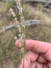 Digitaria brownii