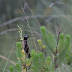 Chalcomitra amethystina