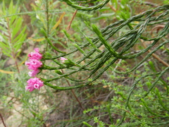 Erica corifolia