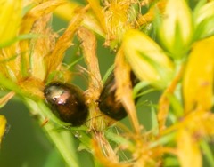 Chrysolina hyperici