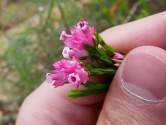 Erica corifolia