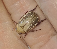 Anoplognathus concolor