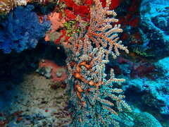 Chironephthya