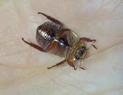 Anoplognathus concolor