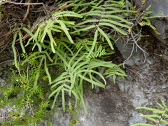 Gleichenia polypodioides