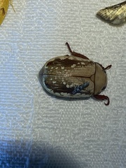 Anoplognathus concolor