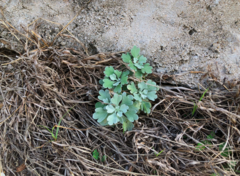 Crossostephium chinense