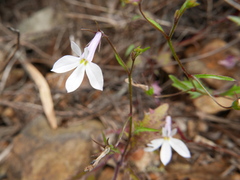 Lobelia hypsibata