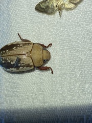 Anoplognathus concolor