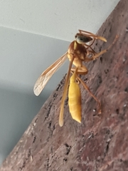 Apoica