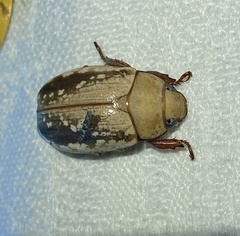 Anoplognathus concolor