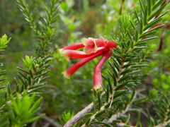 Erica discolor