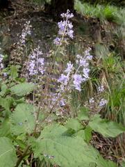 Plectranthus fruticosus