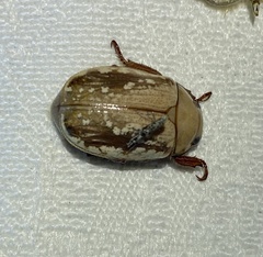 Anoplognathus concolor