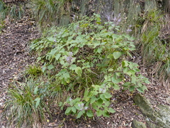 Plectranthus fruticosus