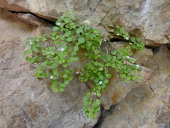 Wimmerella pygmaea