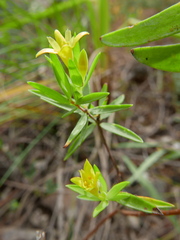 Gnidia juniperifolia