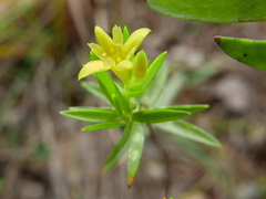 Gnidia juniperifolia