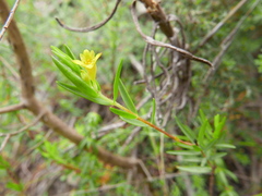 Gnidia juniperifolia