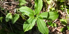 Paris verticillata