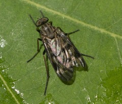 Rhagio punctipennis