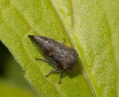 Ophiderma