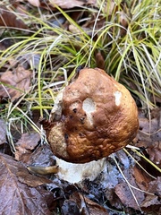 Boletus edulis