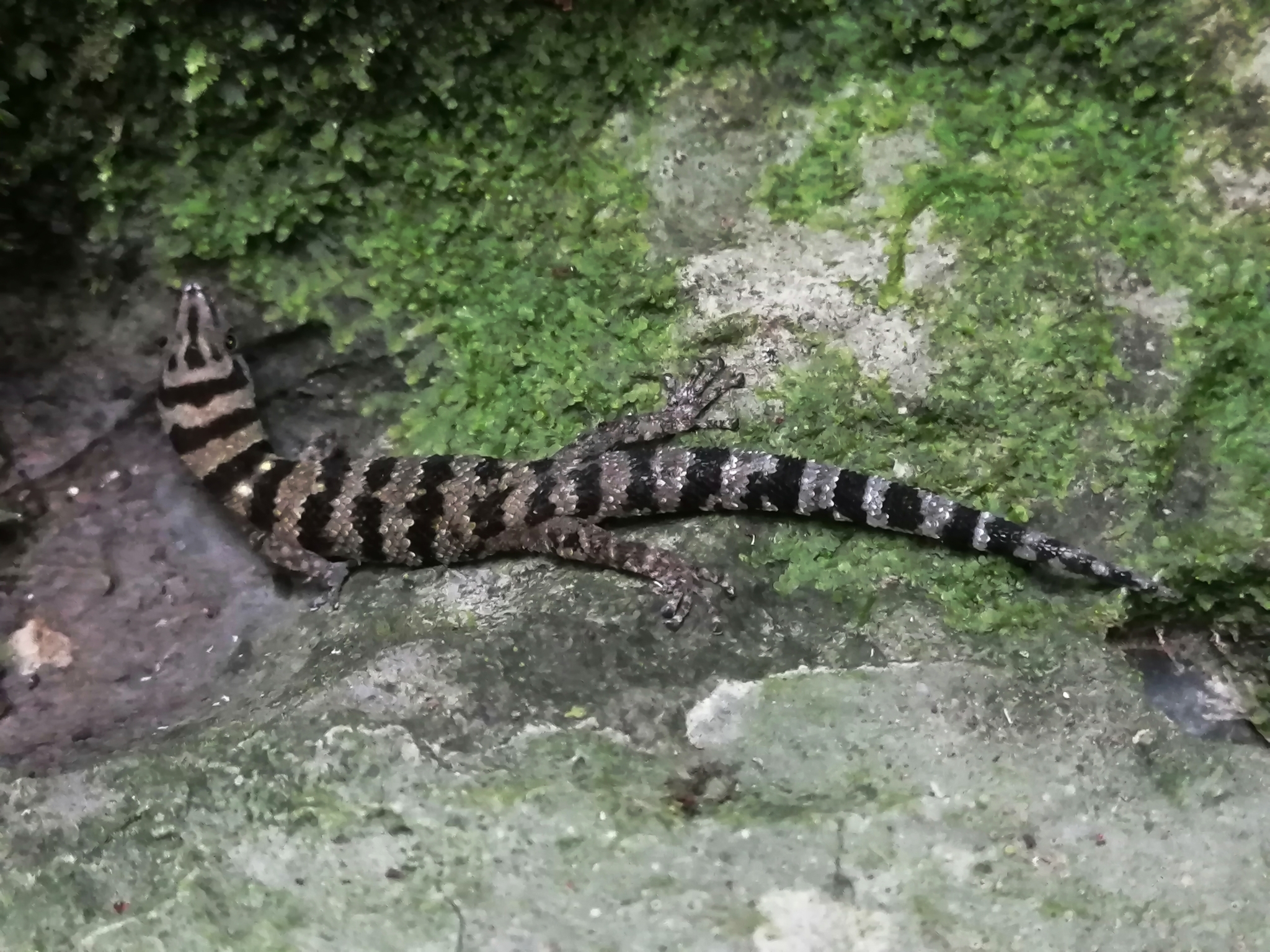 Sphaerodactylus samanensis Cochran, 1932