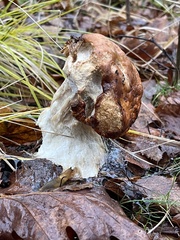 Boletus edulis